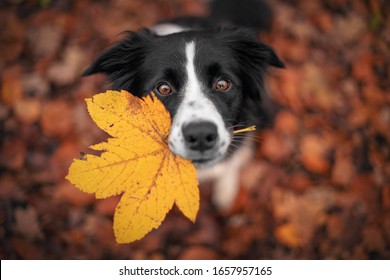 Border Collie dog is holding a leaf with his mouth and looking from the down above.  - Shutterstock ID 1657957165