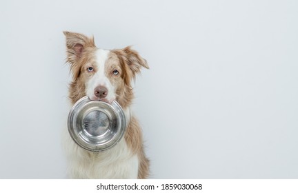 314 Dog holding bowl in mouth Images, Stock Photos & Vectors | Shutterstock