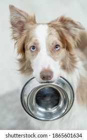 314 Dog holding bowl in mouth Images, Stock Photos & Vectors | Shutterstock