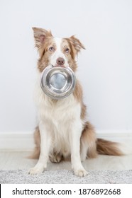 Border Collie Dog Holds Bowl In It Mouth At Home