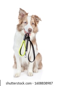 Border collie dog holds a leash in its mouth. isolated on white background