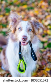 Border collie dog holds leash in it mouth and ready for a walk in autumn park