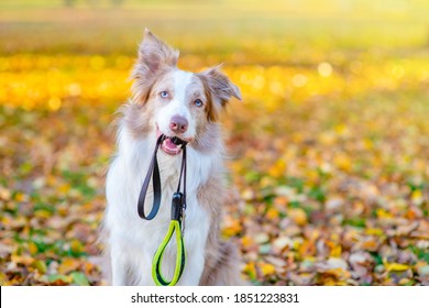 Border collie dog holds leash in it mouth and wait a walk in autumn park. Empty space for text