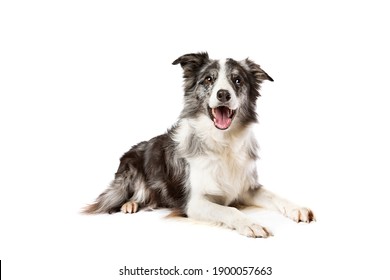 border collie dog isolated on a white background
