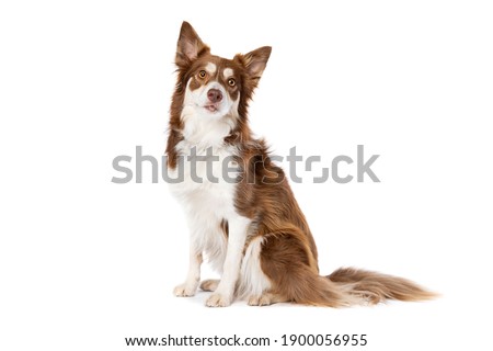 border collie dog isolated on a white background