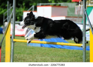 Border Collie Dog Jump Hurdle, Dog Agility Competition.
