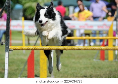 Border Collie Dog Jump Hurdle, Dog Agility Competition.
