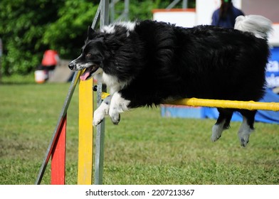 Border Collie Dog Jump Hurdle, Dog Agility Competition.
