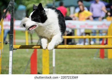 Border Collie Dog Jump Hurdle, Dog Agility Competition.
