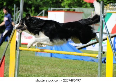 Border Collie Dog Jump Hurdle, Dog Agility Competition.
