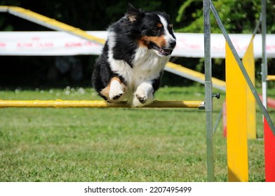 Border Collie Dog Jump Hurdle, Dog Agility Competition.
