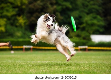 Border Collie Dog In Jump In Summer