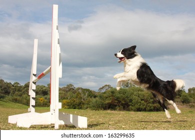 Border Collie Dog Jumping