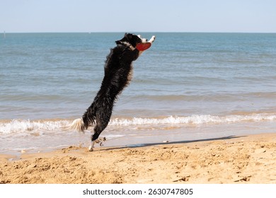 A Border Collie Dog Jumping to Catch a Frisbee on the Beach