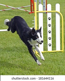 265 Dog jumping over fence Images, Stock Photos & Vectors | Shutterstock