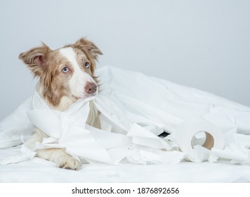 Border Collie Dog Lies On A Bed With Torn Toilet Paper. Disobey Concept