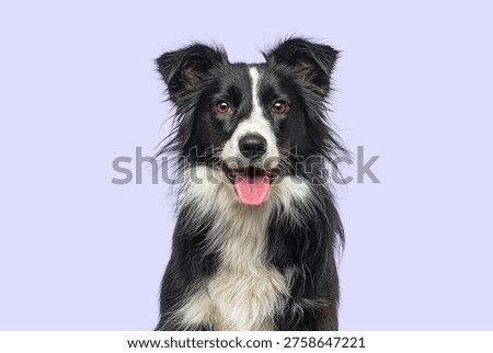 Border collie dog is looking at camera with open mouth and pink tongue on purple background, Remastered