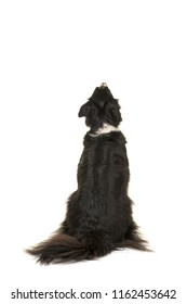 Border Collie Dog Looking Up Seen From The Back Side Isolated On A White Background