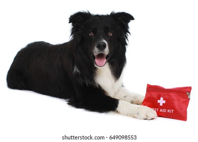 Border Collie Dog Lying With First Aid Kit