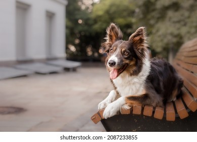 Border Collie Dog Lying On The Bench. Dog Looking Up. Eye Contact. Pet Eyes. Close Up Dog Portrait