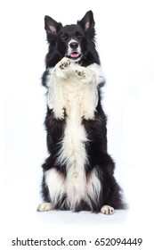 Border Collie Dog Makes Beggars With Paws Up And Laughs