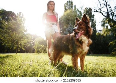 Border Collie dog on a walk in park with it's female owner