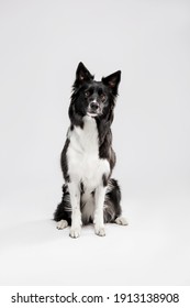 Border Collie Dog On White Background