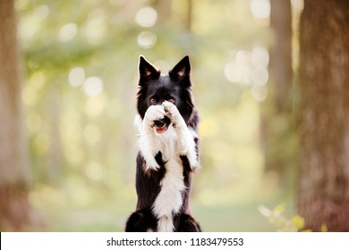 Dog Paw Trick Images, Stock Photos & Vectors |