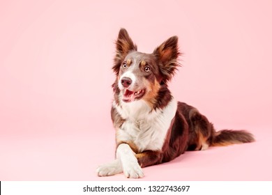 Border Collie dog a in the photo studio on pink background