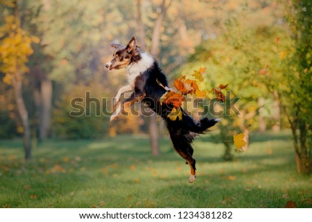 Similar – Foto Bild Laubtanz Herbst Blatt Wald