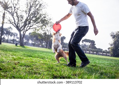 A Border Collie Dog Playing With Its Owner On A Frisk Morning In The Park.