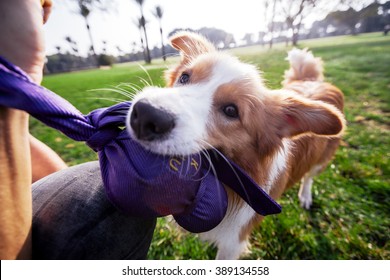 A Border Collie Dog Playing With Its Owner On A Frisk Morning In The Park.