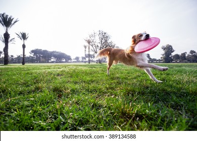 Ein Border Collie Hund, der mit seinem Besitzer an einem schönen Morgen im Park spielt.