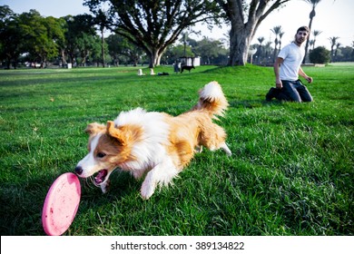 A Border Collie Dog Playing With Its Owner On A Frisk Morning In The Park.