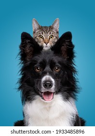 border collie dog portrait and hiding cat behind in front blue background