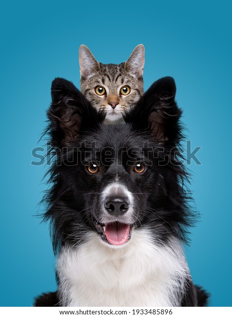border collie dog portrait with a hiding cat\
behind in front of a blue\
background