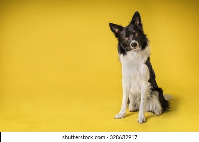 Border Collie Dog portrait in studio on a yellow background