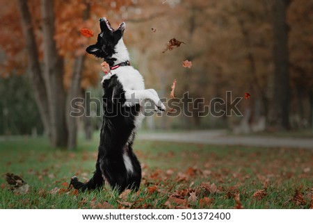 Similar – Foto Bild Laubtanz Herbst Blatt Wald