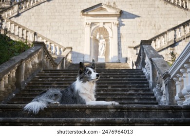 A Border Collie dog rests gracefully on the steps of a grand stone staircase leading to an ornate archway, framed by classical architecture and statues - Powered by Shutterstock