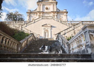 A Border Collie dog rests gracefully on the steps of a grand stone staircase leading to an ornate archway, framed by classical architecture and statues - Powered by Shutterstock