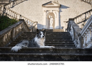 A Border Collie dog rests gracefully on the steps of a grand stone staircase leading to an ornate archway, framed by classical architecture and statues - Powered by Shutterstock