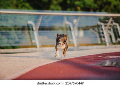 Border Collie Dog Running Fast