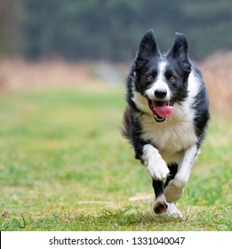 7,096 Border collie jumping Images, Stock Photos & Vectors | Shutterstock