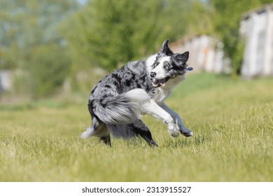Border Collie dog running on the grass