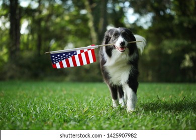 Border collie dog running outside carrying the American Flag - Shutterstock ID 1425907982