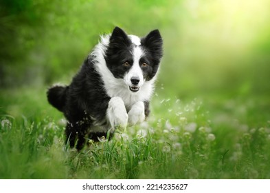 border collie dog runs on a spring lawn with dandelions - Powered by Shutterstock