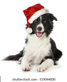 Border Collie Dog With Santa Hat