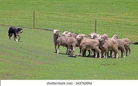 dog chasing sheep