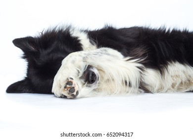 Border Collie Dog Shepherd Lies On The Side And Is Ashamed With Paws On Nose