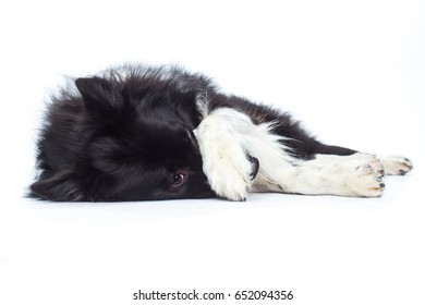 Border Collie Dog Shepherd Lies On The Side And Is Ashamed With Paw On Nose